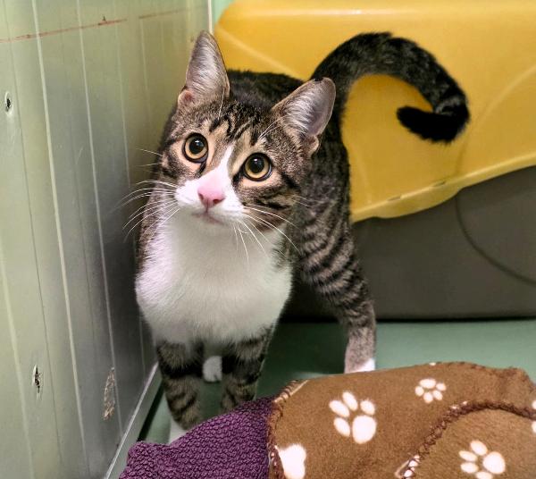 GATTO SILVESTRO Foto 7